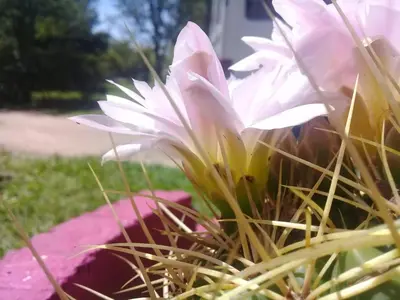 a white flower in a pot in the grass at Hotel y Cabañas Green Park in Nono