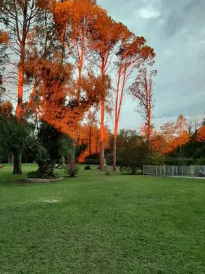 a group of trees in a field with grass at Los Oleandros - casa privada in Nono