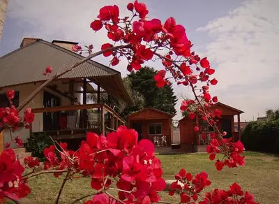 a tree with red flowers in front of a house at Cabañas 57 in Villa Carlos Paz