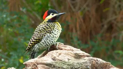 a bird sitting on top of a rock at El Caserio Casas de Campo in Villa Cura Brochero