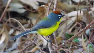a blue and yellow bird perched on a tree branch at El Caserio Casas de Campo in Villa Cura Brochero