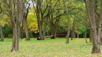 a park with a bench in the middle of trees at El Caserio Casas de Campo in Villa Cura Brochero
