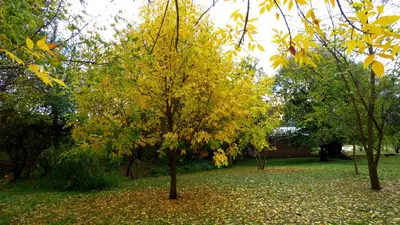 a tree with yellow leaves on it in a yard at El Caserio Casas de Campo in Villa Cura Brochero