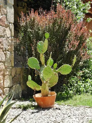 a cactus plant in a pot in a garden at Posada Terracota in Nono