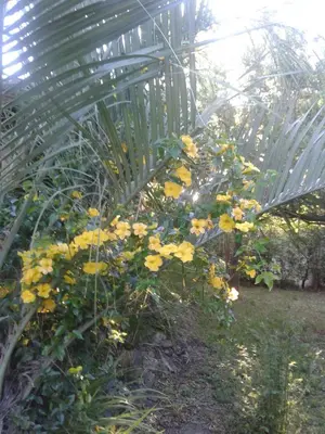 a bunch of yellow flowers growing under a greenhouse at Cabañas Valentina in Cortaderas