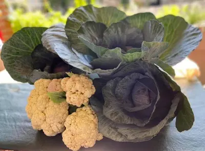 a group of vegetables sitting on top of a table at Entre Flores in Los Hornillos