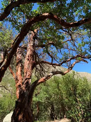 a close up of a tree with leaves at Entre Flores in Los Hornillos