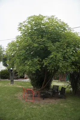 a group of park benches under a tree at Feliza Hostel in Villa Carlos Paz