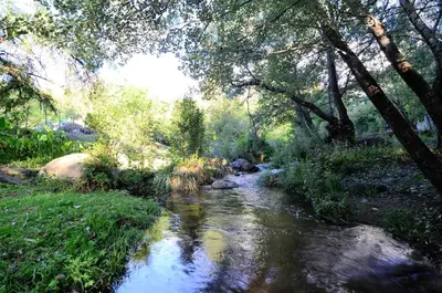a stream in the middle of a forest with trees at La Hondonada in San Javier