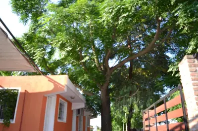 a large tree in front of a house at Cabañas El Paraiso in Villa Parque Siquiman