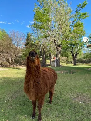 a brown camel standing in a field with a frisbee at Cabañas y Toboganes Rancho la Ñata in Mina Clavero