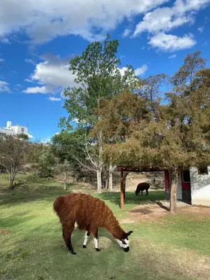 two animals grazing in a field of grass at Cabañas y Toboganes Rancho la Ñata in Mina Clavero