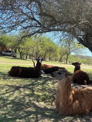 a group of llamas laying in the grass under a tree at Cabañas y Toboganes Rancho la Ñata in Mina Clavero