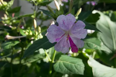 a purple flower on a plant with green leaves at La casa de Almirall in Santa Rosa de Calamuchita