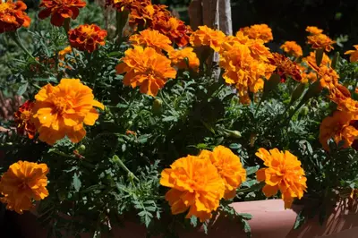 a bunch of yellow and orange flowers in a pot at La casa de Almirall in Santa Rosa de Calamuchita