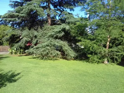 a group of trees in a yard with grass at La casa de Almirall in Santa Rosa de Calamuchita