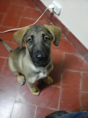 a brown dog sitting on a tile floor at La casa de Almirall in Santa Rosa de Calamuchita