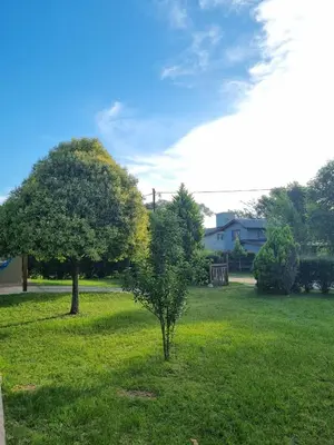 a tree in the middle of a green field at Cabañas Cuncumen in Los Reartes