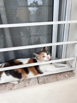 a cat sitting on a window sill looking out at Alojamiento Cba Observatorio in Cordoba