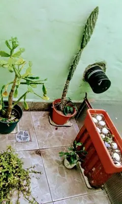 a group of potted plants sitting on a floor at Residencial Marluc in Río Cuarto