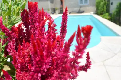 a bunch of pink flowers next to a swimming pool at Isabel in Alta Gracia