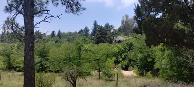a forest of trees with a house in the background at El Campito casa frente al río in Villa Carlos Paz