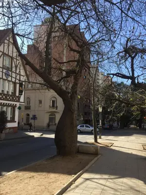 a tree sitting on the side of a street at Chacabuco Park in Cordoba
