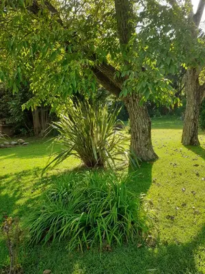 a plant in the grass next to a tree at al pie del morro in Merlo