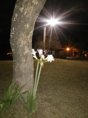 a flower next to a tree with a light at Casa en Santa Rosa de Calamuchita in Santa Rosa de Calamuchita
