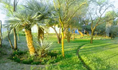 a group of palm trees in a park at Cabanas en el Jardin Nativo in San Francisco del Monte de Oro