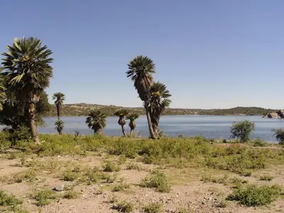 a group of palm trees on the shore of a lake at Cabanas en el Jardin Nativo in San Francisco del Monte de Oro