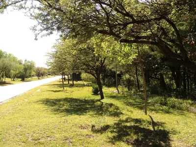 a tree lined road with green grass and trees at Cabanas en el Jardin Nativo in San Francisco del Monte de Oro