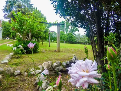 a garden with a pink flower and a tree at La Casa de Don Pepe in Villa de Las Rosas