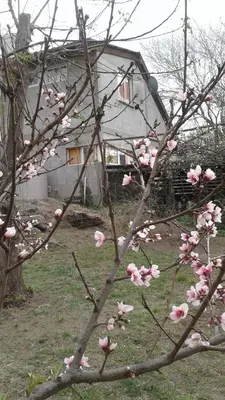 a tree with pink flowers on it in front of a house at Cabaña Silvana in Bialet Massé