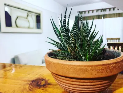 a plant in a pot sitting on a wooden table at Altos del Tala Deptos - Cabañas in Embalse