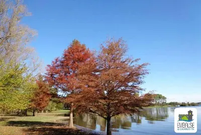 a tree with colorful leaves next to a river at Altos del Tala Deptos - Cabañas in Embalse