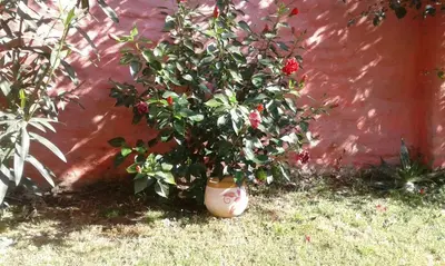 a plant in a pot next to a red wall at LF Departamentos in Cordoba