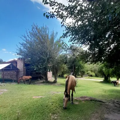 a horse grazing in the grass in a field at Cabañas Pampa in Mina Clavero