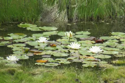 a pond with white water lilies and koi at Verde Niña Casas Serranas in Cortaderas