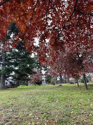 a group of trees in a park with red leaves at La Azotea cabañas & suites in La Cumbrecita