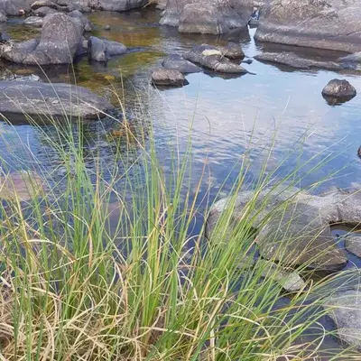 a creek with rocks and grass in the foreground at Cabañas el Recodo de Potrero in Potrero de Garay