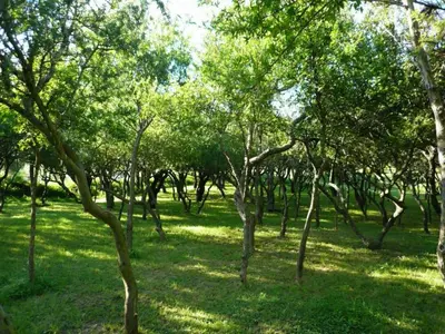Gallery image of Cabañas La Lucinda in Cortaderas