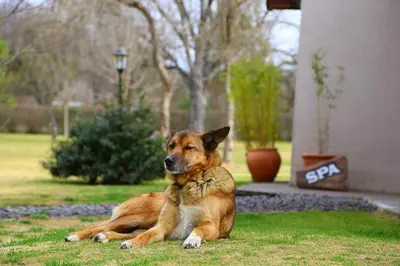 a dog laying on the grass in a yard at Posada Piedras Del Sol in Villa General Belgrano