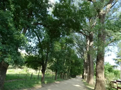a tree lined road with a bench on the side at Cabañas 