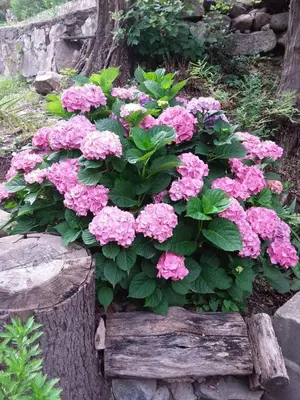 a bunch of pink flowers on a tree stump at Lo de Lily in Embalse