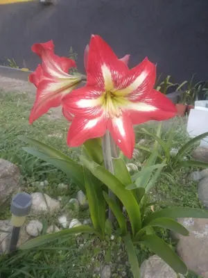 two red and white flowers on a plant at Hostel El Refugio de Las Aves in Santa Rosa de Calamuchita