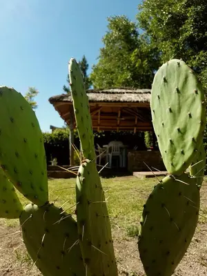 a close up of a cactus in front of a house at Vistas Apart in Embalse