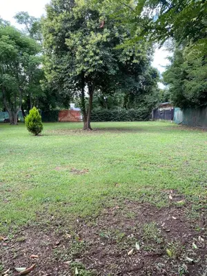 a tree in the middle of a grass field at Cabañas el Gauchito in Los Reartes