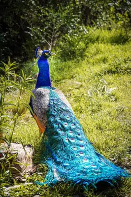 a peacock standing on the grass in a field at Granja El Aromo in Las Calles