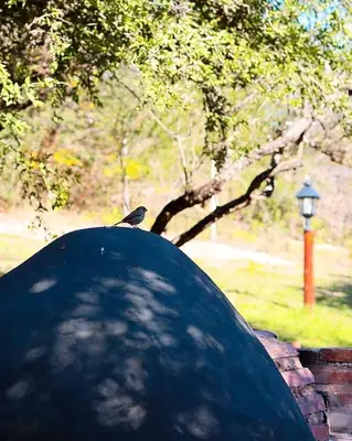 a bird sitting on top of a black object at Posada de Nono in Nono